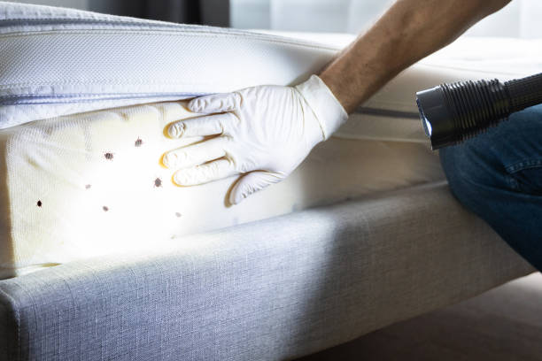 Best Termite Control Services  in Dunmore, PA